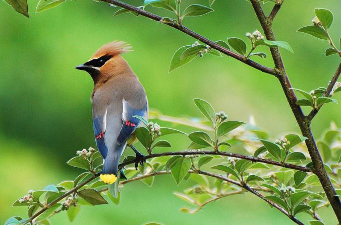 Conservationist Holly Grant on “Backyard&nbsp;Birding”